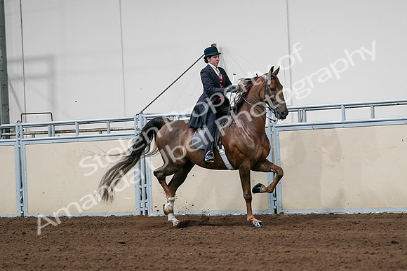 2020 - AB Morgan Horse - Sat, Sept 05 - 06362