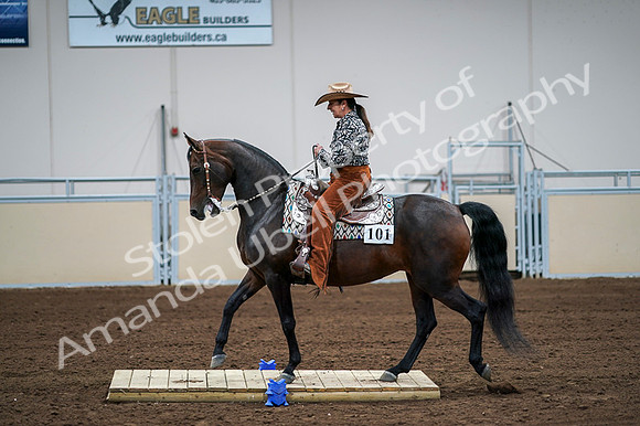 2020 - AB Morgan Horse - Fri, Sept 04 - 00071