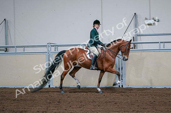 2020 - AB Morgan Horse - Fri, Sept 04 - 01868