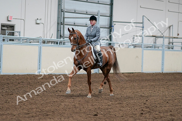 2020 - AB Morgan Horse - Sat, Sept 05 - 03240