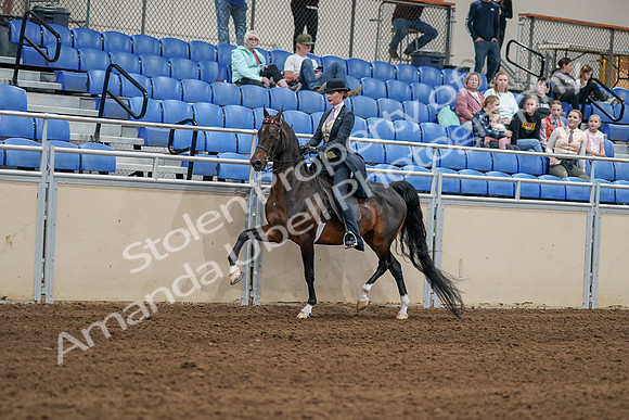 2020 - AB Morgan Horse - Sat, Sept 05 - 06286
