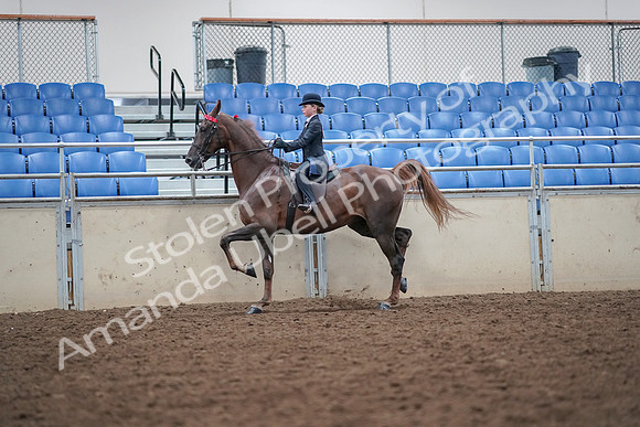 2019 Morgan Horse Show - Aug 30, 2019 - 17920