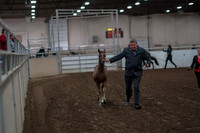 2019 Morgan Horse Show - Aug 31, 2019 - 00840