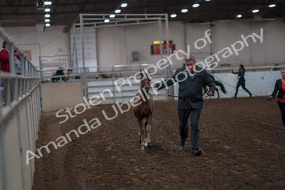 2019 Morgan Horse Show - Aug 31, 2019 - 00840