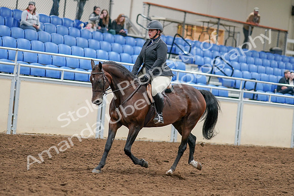 2020 - AB Morgan Horse - Sat, Sept 05 - 14456