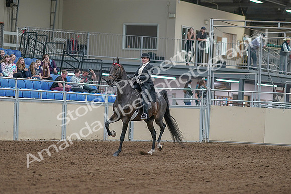 2020 - AB Morgan Horse - Fri, Sept 04 - 11315