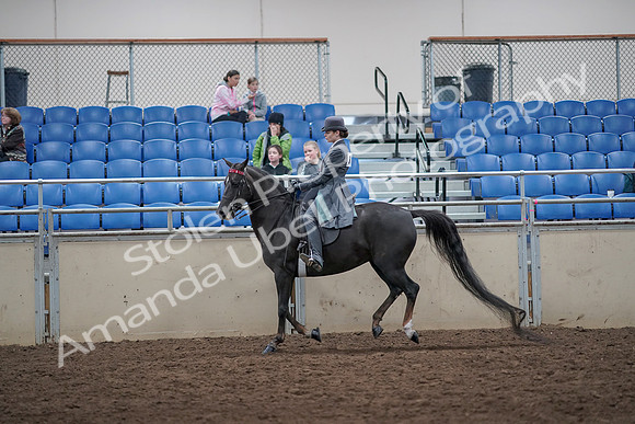 2019 Morgan Horse Show - Aug 31, 2019 - 09443