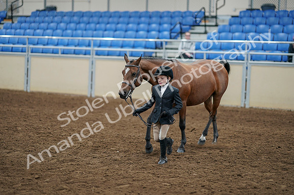 2020 - AB Morgan Horse - Fri, Sept 04 - 00901