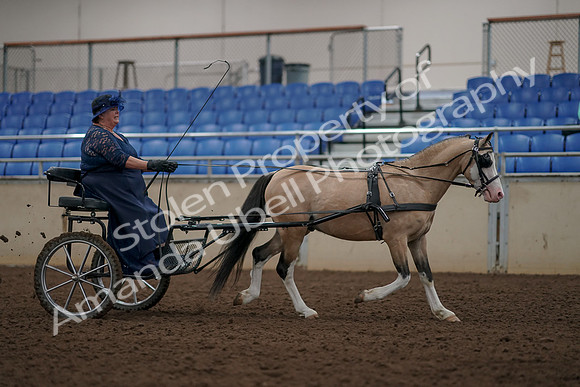 2019 Morgan Horse Show - Aug 31, 2019 - 04484