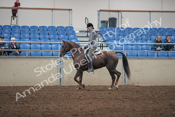 2019 Morgan Horse Show - Aug 31, 2019 - 07263