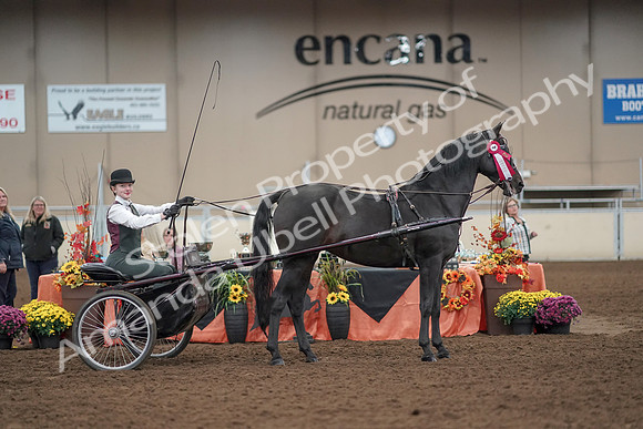 2019 Morgan Horse Show - Aug 31, 2019 - 04780