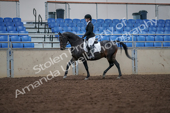 2019 Morgan Horse Show - Aug 30, 2019 - 18392
