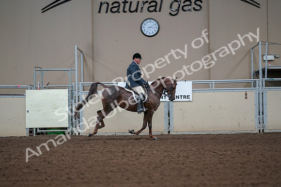 2019 Morgan Horse Show - Aug 30, 2019 - 17597