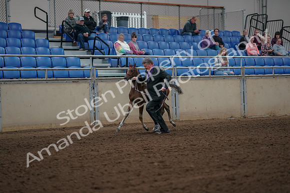 2019 Morgan Horse Show - Aug 30, 2019 - 24779