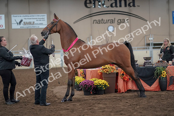 2019 Morgan Horse Show - Aug 31, 2019 - 00938