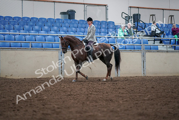2019 Morgan Horse Show - Aug 30, 2019 - 18326