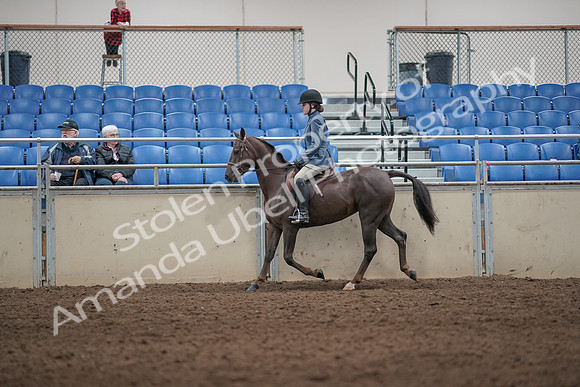 2019 Morgan Horse Show - Aug 31, 2019 - 07201
