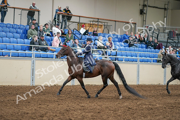 2020 - AB Morgan Horse - Sun, Sept 06 - 07916