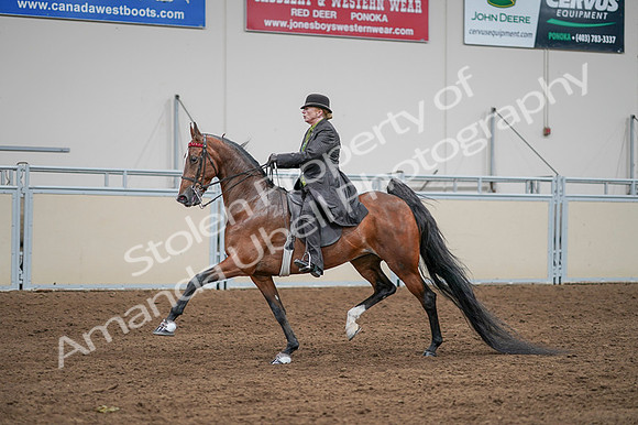 2020 - AB Morgan Horse - Fri, Sept 04 - 09571