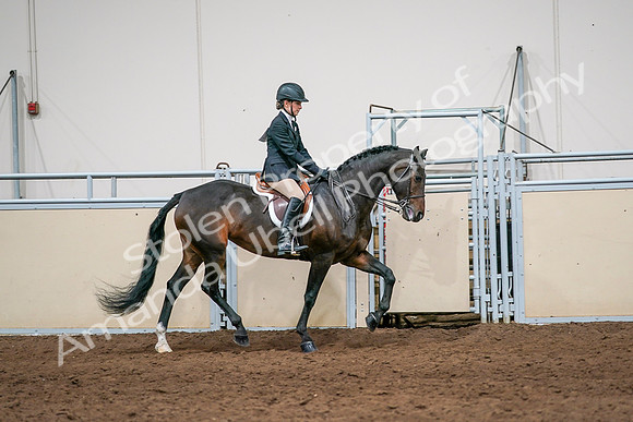 2020 - AB Morgan Horse - Sun, Sept 06 - 08094