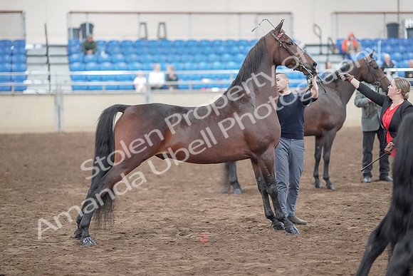 2019 Morgan Horse Show - Aug 31, 2019 - 03731