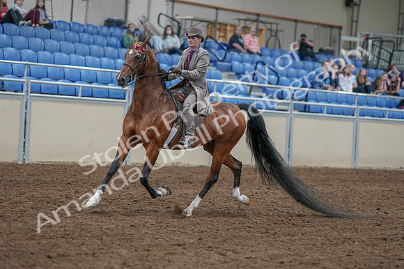 2020 - AB Morgan Horse - Fri, Sept 04 - 11307