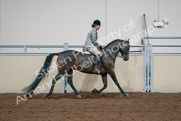 2020 - AB Morgan Horse - Sat, Sept 05 - 14518