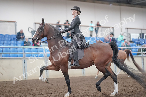 2019 Morgan Horse Show - Aug 31, 2019 - 08533
