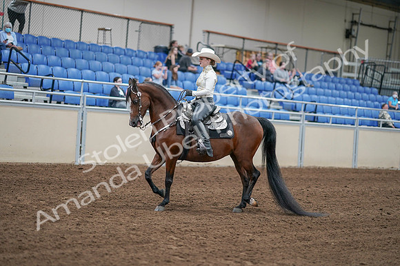 2020 - AB Morgan Horse - Fri, Sept 04 - 08262