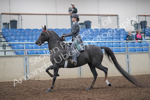 2019 Morgan Horse Show - Aug 31, 2019 - 09275