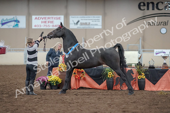 2019 Morgan Horse Show - Aug 31, 2019 - 00981