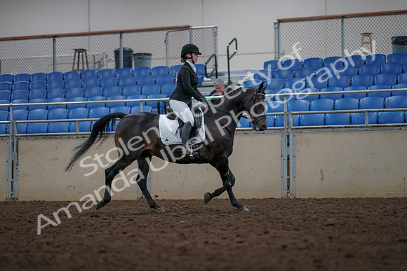 2019 Morgan Horse Show - Aug 31, 2019 - 16724