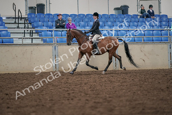 2019 Morgan Horse Show - Aug 30, 2019 - 20350
