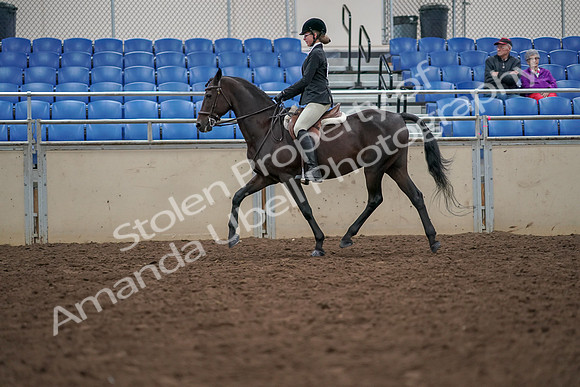 2019 Morgan Horse Show - Aug 30, 2019 - 20342