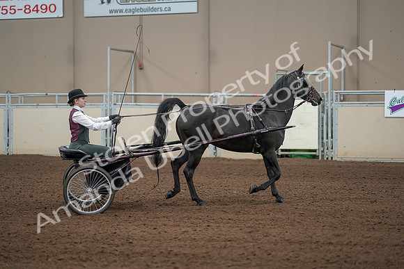 2019 Morgan Horse Show - Aug 31, 2019 - 04695