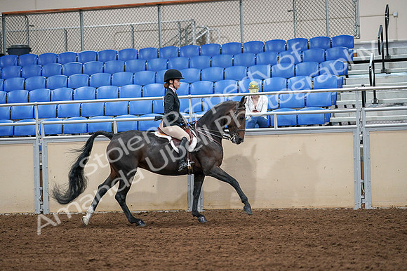 2020 - AB Morgan Horse - Fri, Sept 04 - 02121