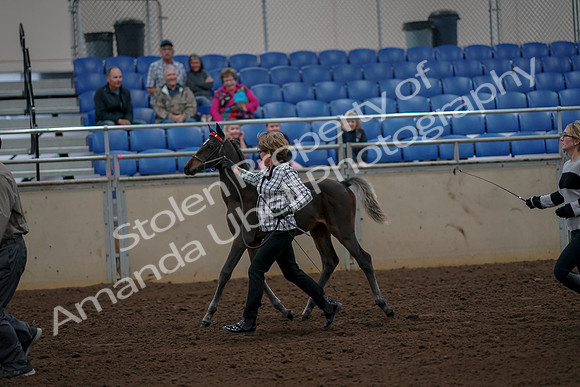 2019 Morgan Horse Show - Aug 30, 2019 - 24712