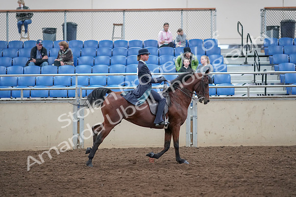 2019 Morgan Horse Show - Aug 31, 2019 - 09713