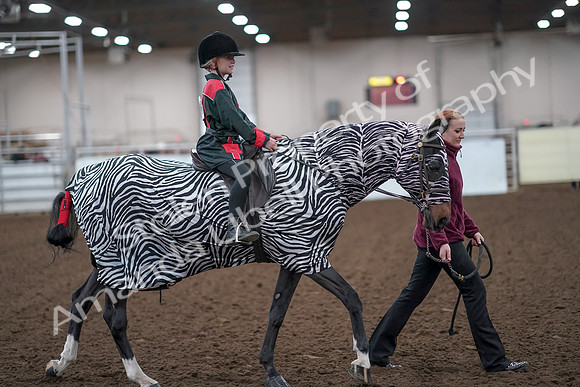2019 Morgan Horse Show - Aug 31, 2019 - 10022