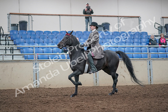 2019 Morgan Horse Show - Aug 31, 2019 - 09401