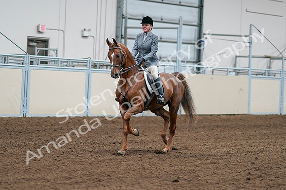 2020 - AB Morgan Horse - Sat, Sept 05 - 03244