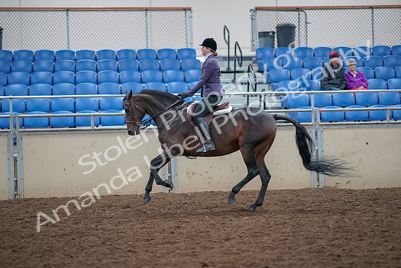 2019 Morgan Horse Show - Aug 30, 2019 - 20595