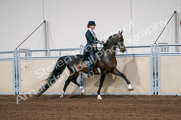 2020 - AB Morgan Horse - Sat, Sept 05 - 06400