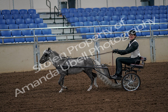 2019 Morgan Horse Show - Aug 30, 2019 - 13151
