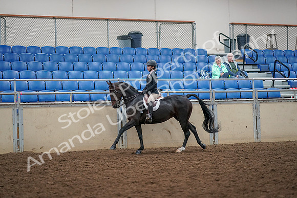 2019 Morgan Horse Show - Aug 30, 2019 - 23396
