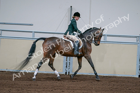2020 - AB Morgan Horse - Fri, Sept 04 - 01768