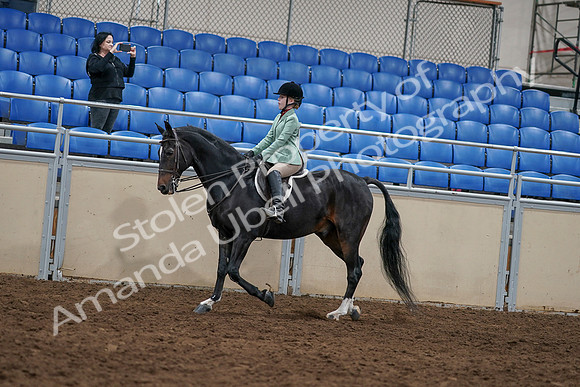 2020 - AB Morgan Horse - Sun, Sept 06 - 07800