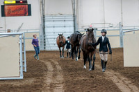 2020 - AB Morgan Horse - Fri, Sept 04 - 00727