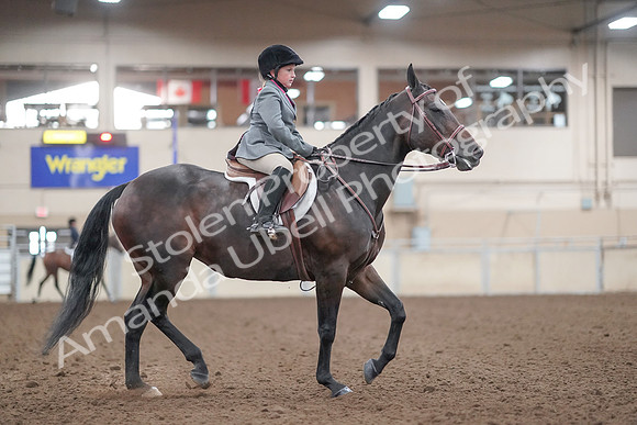 2019 Morgan Horse Show - Aug 31, 2019 - 19653