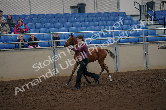 2019 Morgan Horse Show - Aug 30, 2019 - 24690
